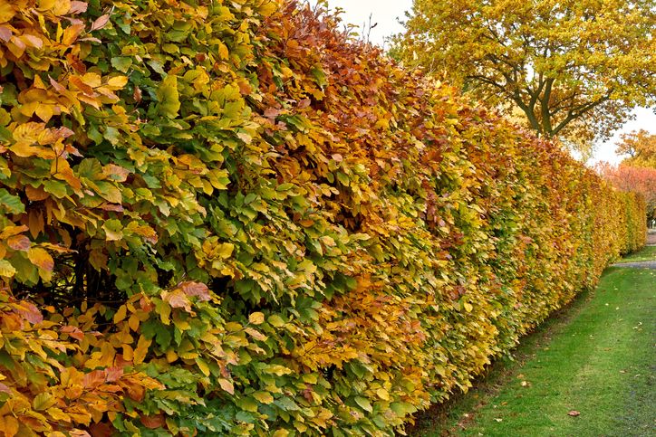 Welke hagen planten in de herfst?