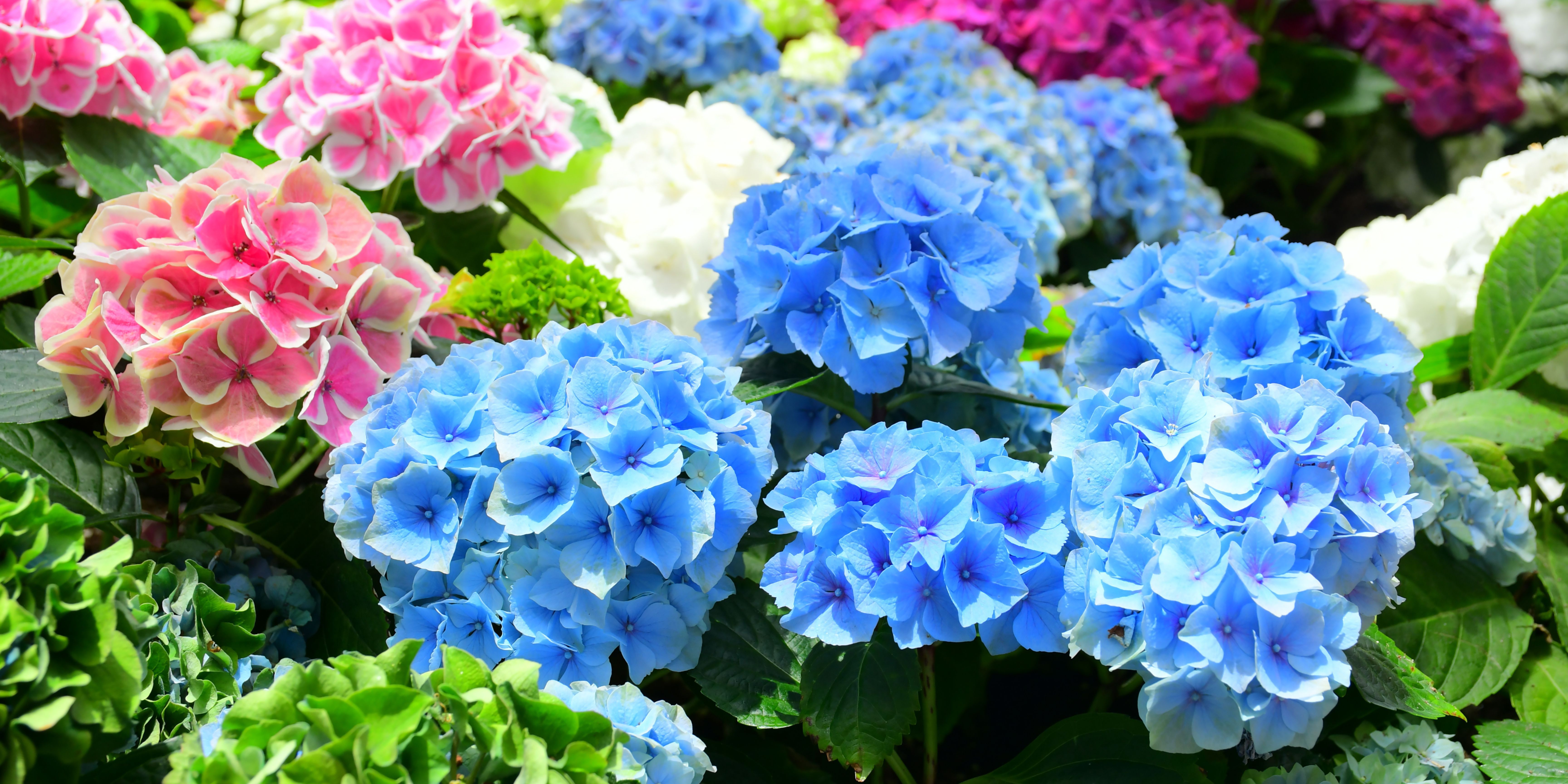 Hortensia snoeien: Hoe, waar en wanneer?