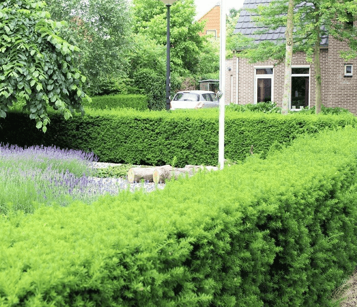 Onmogelijk Vuilnisbak Componeren Vaste planten voor in de tuin | Haag & Heg