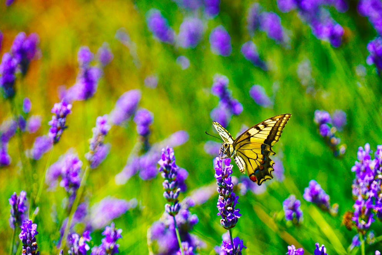 vlinders in de tuin