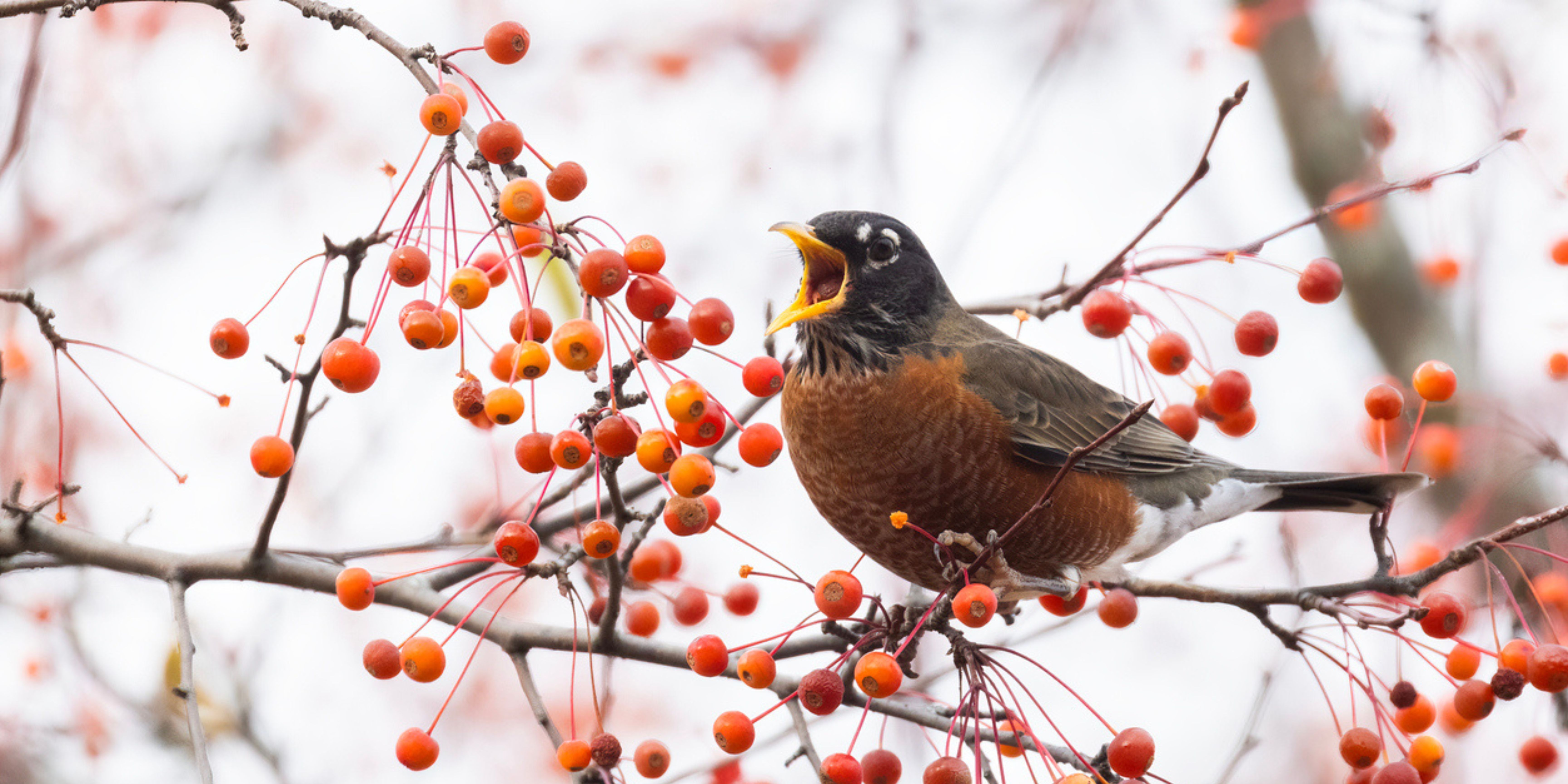 Vogel in wintertuin