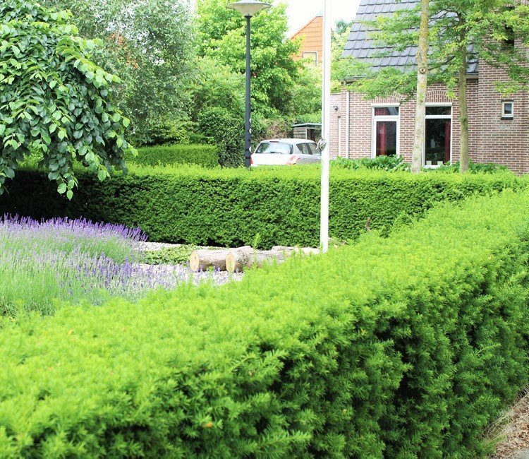 Hoes slecht humeur Geven Tuinplanten of struiken voor een onderhoudsvriendelijke tuin | Haag & Heg