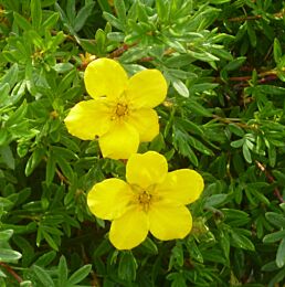 Fingerstrauch (Potentilla fruticosa) 'Goldfinger' 