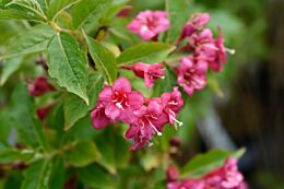 Weigela-Bristol-Ruby