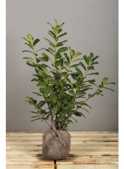 Laurier Rotundifolia 175/200 cm