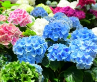 Hortensia